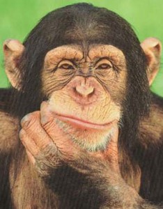 chimpanzee_thinking_poster